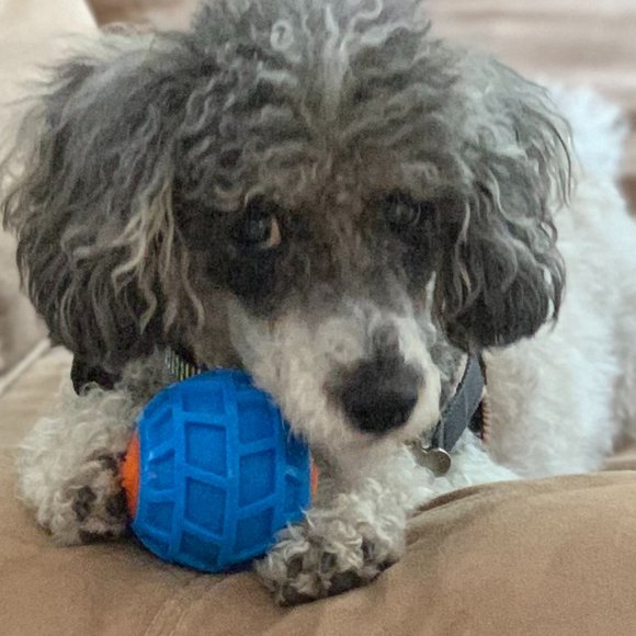 Meet your Posher, Dog Mom - Picture 1 of 1